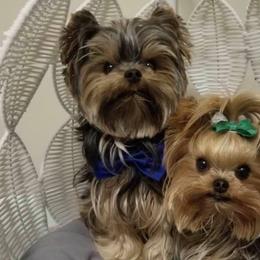 Yorkshire Terriers from Meadows Yorkshire Terriers