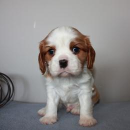 Bernedoodle, Cavalier King Charles Spaniel, and Cavapoo Puppies from Harper Haven Cavaliers & Doodles