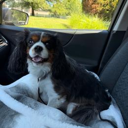 Billy Bear - Tri-color male Cavalier King Charles Spaniel puppy in Middletown, Ohio from CreekSong Farm Cavaliers