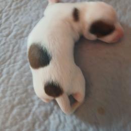 Polka dotted boy - Piebald male Dachshund puppy in Cedar Rapids, Iowa from Paulassillydogs