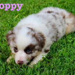Poppy - Red merle female Miniature Australian Shepherd puppy in Howe, Oklahoma from Lockhart’s Double M Mini Aussies