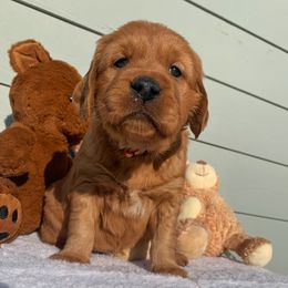 Golden Retriever Puppies from Charmed Golden Retrievers