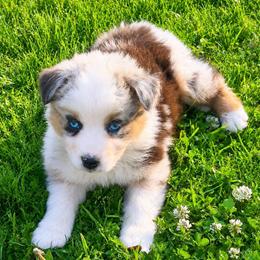 Uno - Blue merle male Australian Shepherd puppy in Howardsville, Virginia from Spectacular Aussies and Cavaliers