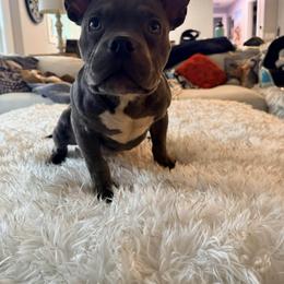Azul - Blue male American Bully puppy in Puyallup, Washington from Gamer Bullyz