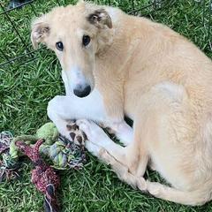 Borzoi Puppies from Summerlane Borzoi