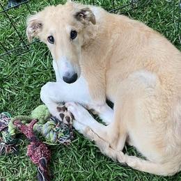 Borzoi Puppies from Summerlane Borzoi