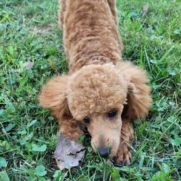 Poodles from Oodlesofpoodles