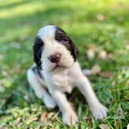 English Springer Spaniel Puppies from Redemption Fields