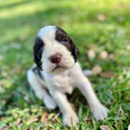 English Springer Spaniel Puppies from Redemption Fields