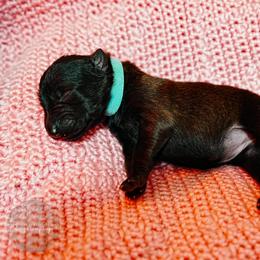 Margaery - Fawn female Belgian Malinois puppy in Baltimore, Maryland from Abenteurer German Shepherds & Belgian Malinois