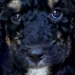 Boy 6 - Poodle puppy in Manchester, Missouri from Perfect Poodles and Doodles LLC