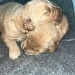 Golden Retriever Puppies from Castle Country Companions