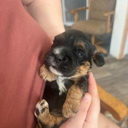 Dorsey - Black white and tan female Cockapoo puppy in Wellington, Kansas from Brian’s Puppies