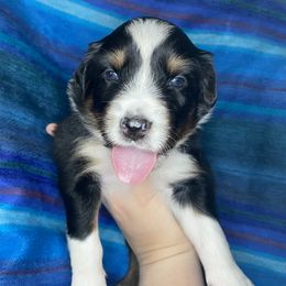 Australian Shepherd Puppies from NEK Aussies