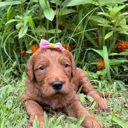Marina - Red  female Goldendoodle puppy in Camden, North Carolina from Oopsie Doodles of NC