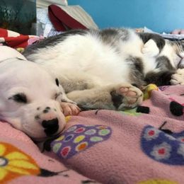 Dalmatian and Labrador Retriever Puppies from ECMO Farm Dalmatians & ECMO Farm Fox Red Labs