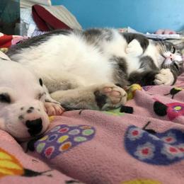Dalmatian and Labrador Retriever Puppies from ECMO Farm Dalmatians & ECMO Farm Fox Red Labs