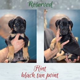 Flint - Black male Great Dane puppy in Roseau, Minnesota from UNDAD'S KENNELS