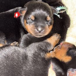 Bronx - Black and mahogany male Rottweiler puppy in Kinston, North Carolina from Domov Kartelu Rottweilers