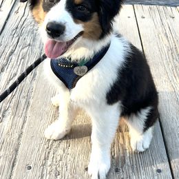 Australian Shepherd Puppies from Wild Atlantic  Aussies