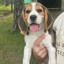 Rowdy - Black tan and white male Beagle puppy in Needville, Texas from Rancho Robles Kennels