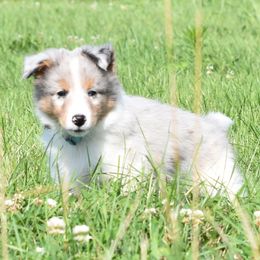 Willow - Blue merle white and tan female Shetland Sheepdog puppy in Wolcott, Indiana from Southside Shelties