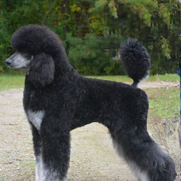 Panache - Poodle