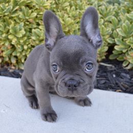 Pebbles - Blue French Bulldog puppy in Tracy, California from EST Kennels