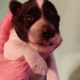 Rocky - Parti male Miniature Schnauzer puppy in Midland, Texas from Shebbies Puppy Palace