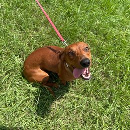 Walker - Dachshund