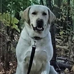 Patriot - Labrador Retriever