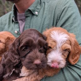 Australian Labradoodle Puppies from Paws Beyond The Pines
