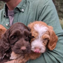 Australian Labradoodle Puppies from Paws Beyond The Pines