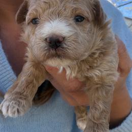 Milo - Parti male Maltipoo puppy in Charles City, Virginia from Historic triangle doodles Charles City, Virginia
