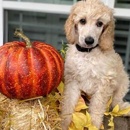 Poodle Puppies from Kurtz Poodles