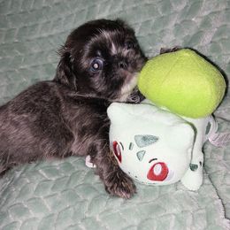 Blue male 2 - Blue male Shih Tzu puppy in Arcadia, Florida from Kitsune Cuddles and kisses