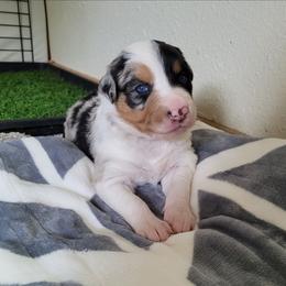 Kal - Blue merle female Border Collie puppy in Morgan, Texas from Shooting Star Ranch