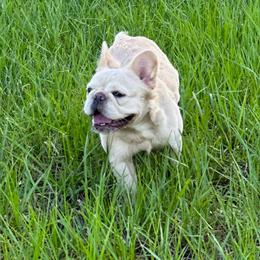 French Bulldog puppies from Jasmine's French Bulldogs