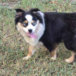 Waylon - Miniature Australian Shepherd