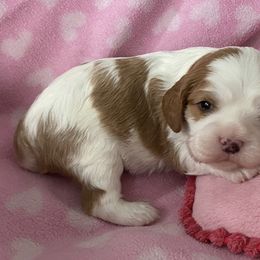 Cavalier King Charles Spaniels from Showdown Cavaliers
