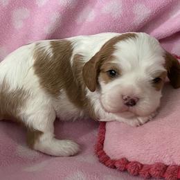 Cavalier King Charles Spaniels from Showdown Cavaliers