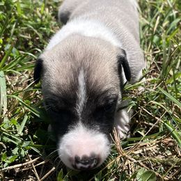 Kenny - White and fawn male Whippet puppy in West Plains, Missouri from Sycamore Ridge Puppies