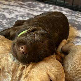Green collar girl - Chocolate female Goldendoodle puppy in Fairfield, California from Twin Sisters Doodles
