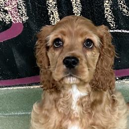 Cocker Spaniel Puppies from A&J Kennel