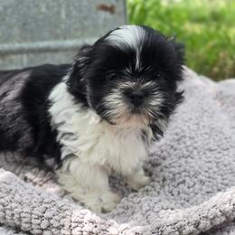 Taylor - Black and white male Shih Tzu puppy in Mountain Grove, Missouri from Precious Puppies