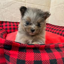 Merle female - Blue merle female Pomeranian puppy in Weatherford, Texas from COCO'S POMS AND FRENCHIES