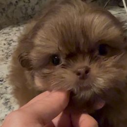 Charlie - Liver male Shih Tzu puppy in Galveston, Texas from 🌗 New Moon Shih Tzu 🌗