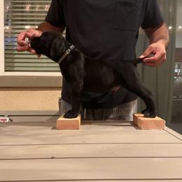 Gray - Black male Cane Corso puppy in Homeland, California from Dal Deserto Cane Corso