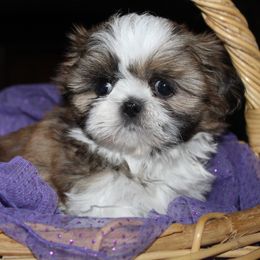 Lily - Tricolor female Shih Tzu puppy in Puyallup, Washington from Sugar and Spice Shih Tzu