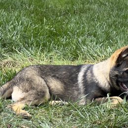 German Shepherd Puppies from StoneWall